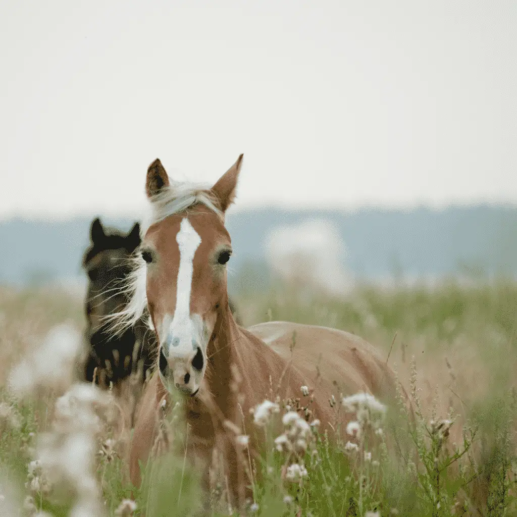 Buying Your First Horse - The Basics of Horse Ownership for Beginners 2