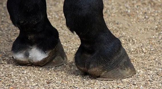 5 Horse Hoof Care Essentials You Need To Know 2