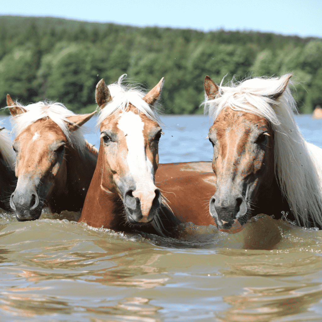 Can horses swim? Yes!