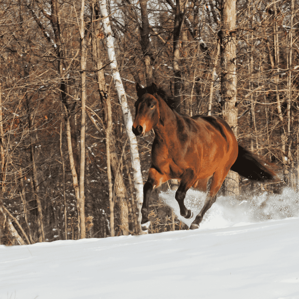 Owning a Horse for beginners