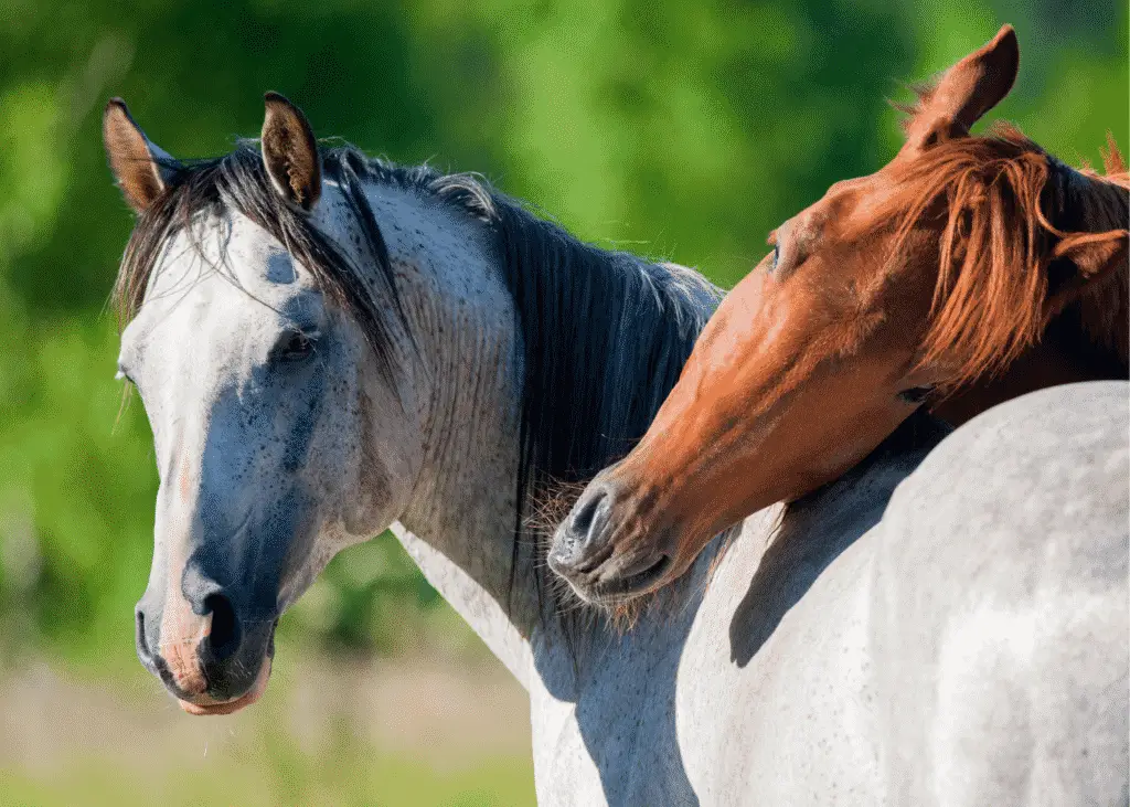 10 Questions to Always Ask When Buying a Horse 6