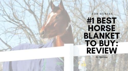#1 Best Horse Blanket to Buy: WeatherBeeta Review 10