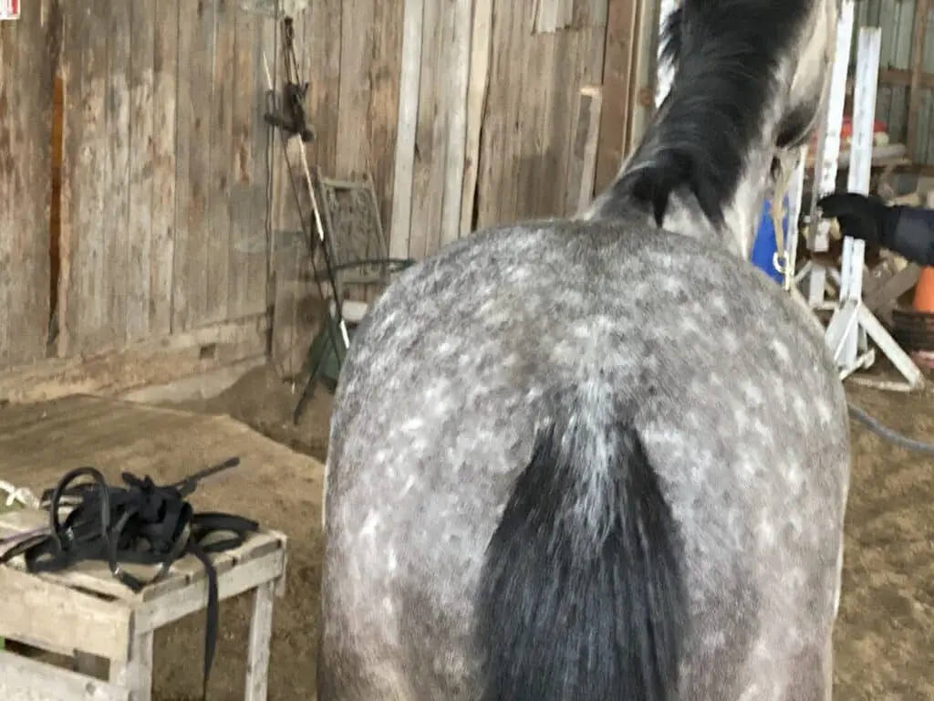 Rudy's saddle fitting photo 2