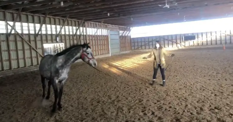 Lunging Rudy At A Canter