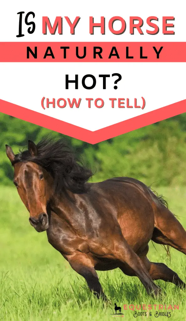 How to tell if your horse is naturally hot and how to slow your hot horse down