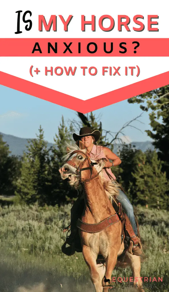 Is my horse naturally anxious and how to calm an anxious horse?