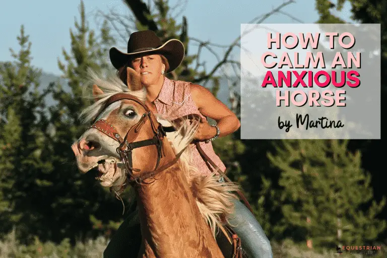 How to Calm an Anxious Horse Equestrian Boots and Bridles
