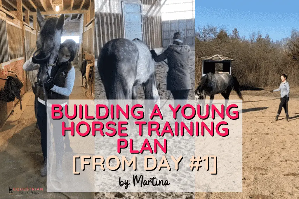 Building A Young Horse Training Plan [From Day #1]