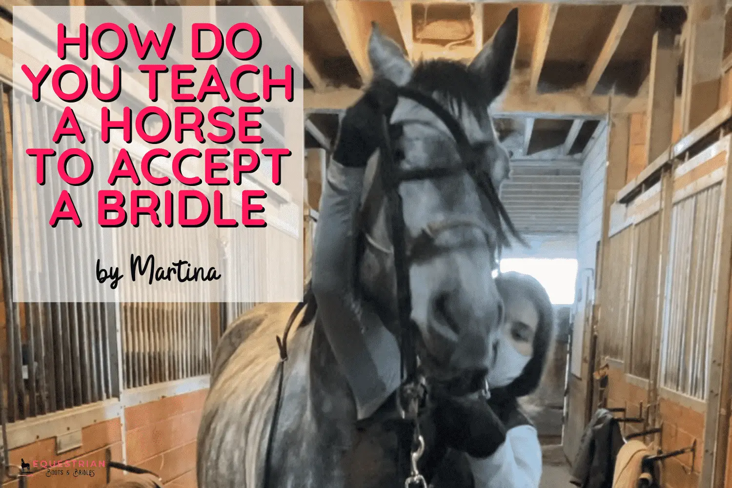 How Do You Teach A Horse To Accept A Bridle?
