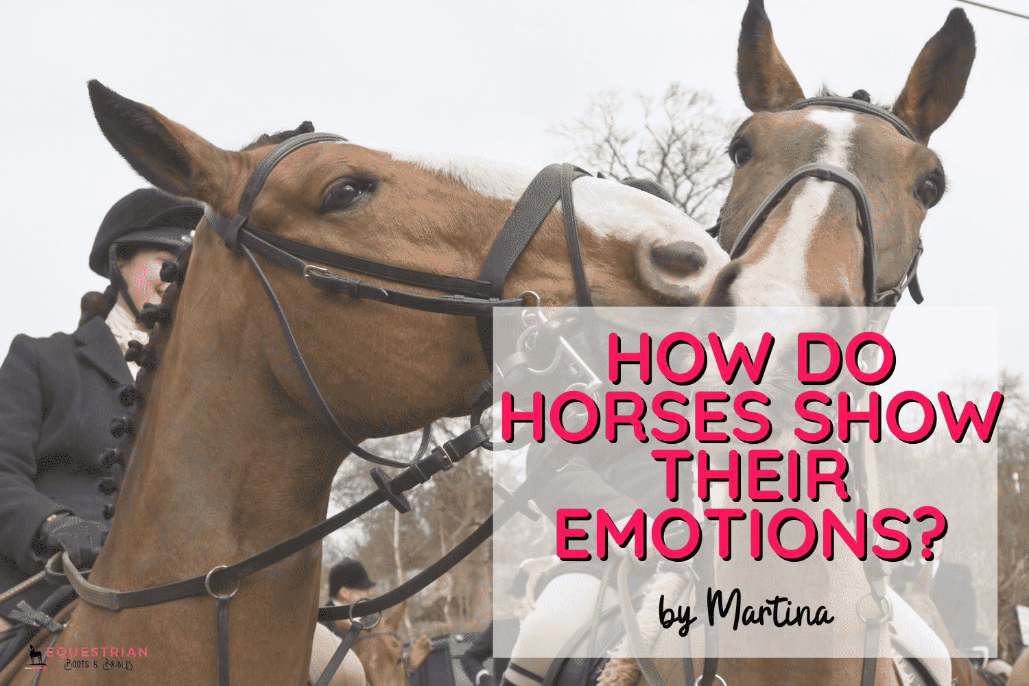 How Do Horses Show Their Emotions? [+ Horse Emotions Chart]