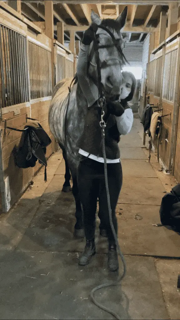 Rudy throwing his head as I'm trying to get the bridle on. 