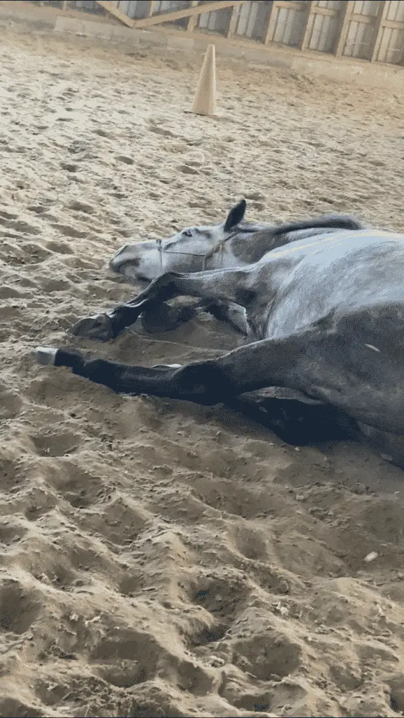 Rudy rolling during free-roaming time in the arena.