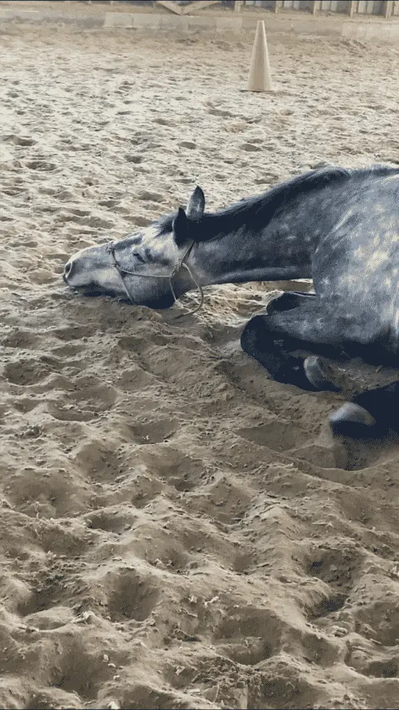 Rudy happily rolling in the arena. He especially loves to rub his head in the sand as shown in this picture!