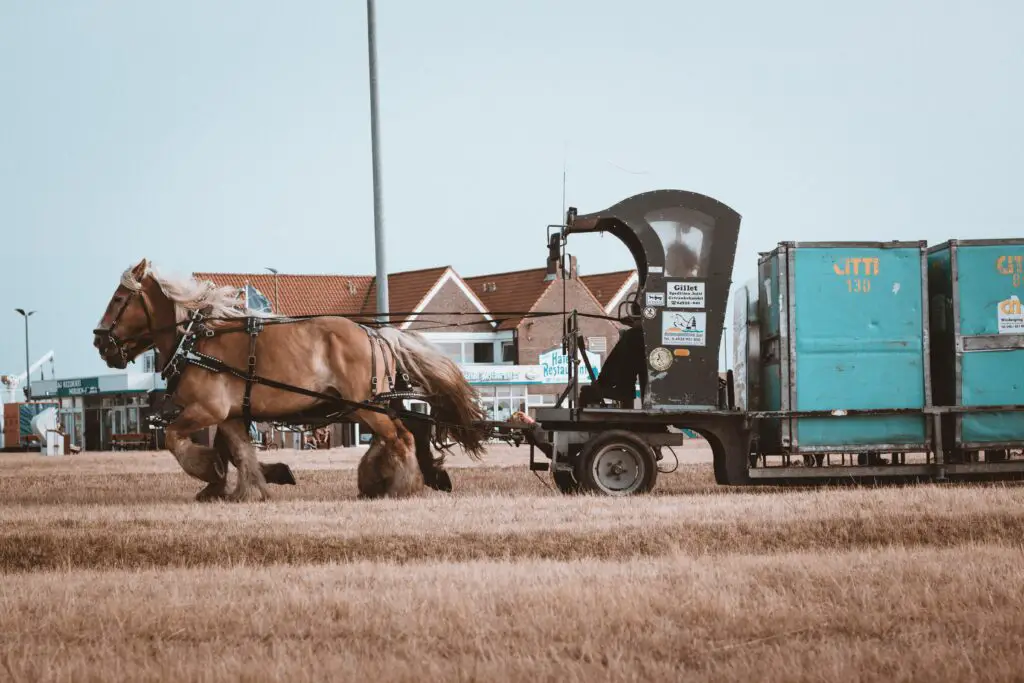 horse breeds for heavy riders - Clydesdale