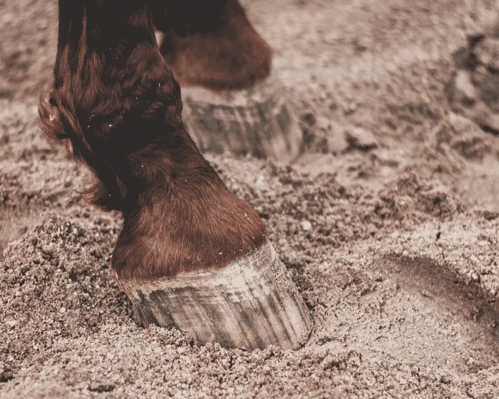 how to care for overgrown horse hooves