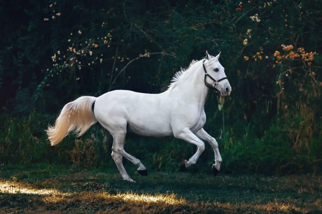 how to do a horse photoshoot