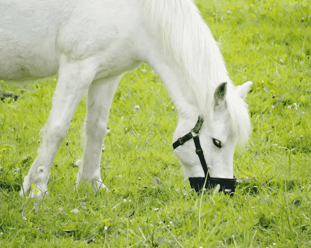 sand colic in horses