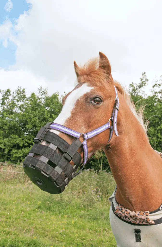 using a feeding muzzle to prevent sand colic in horses