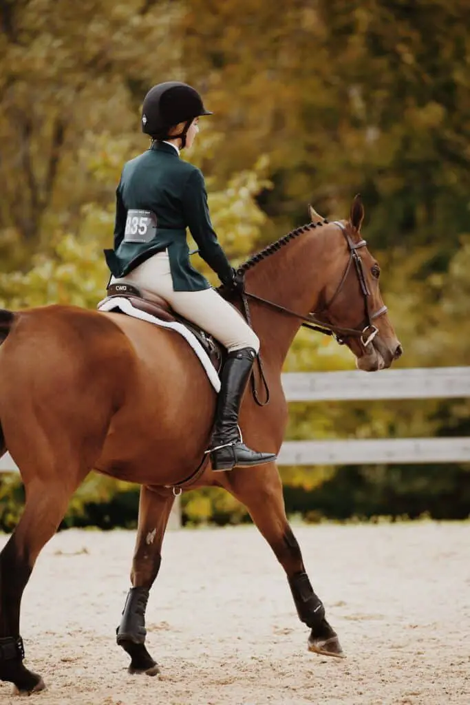 what to know before buying a green horse