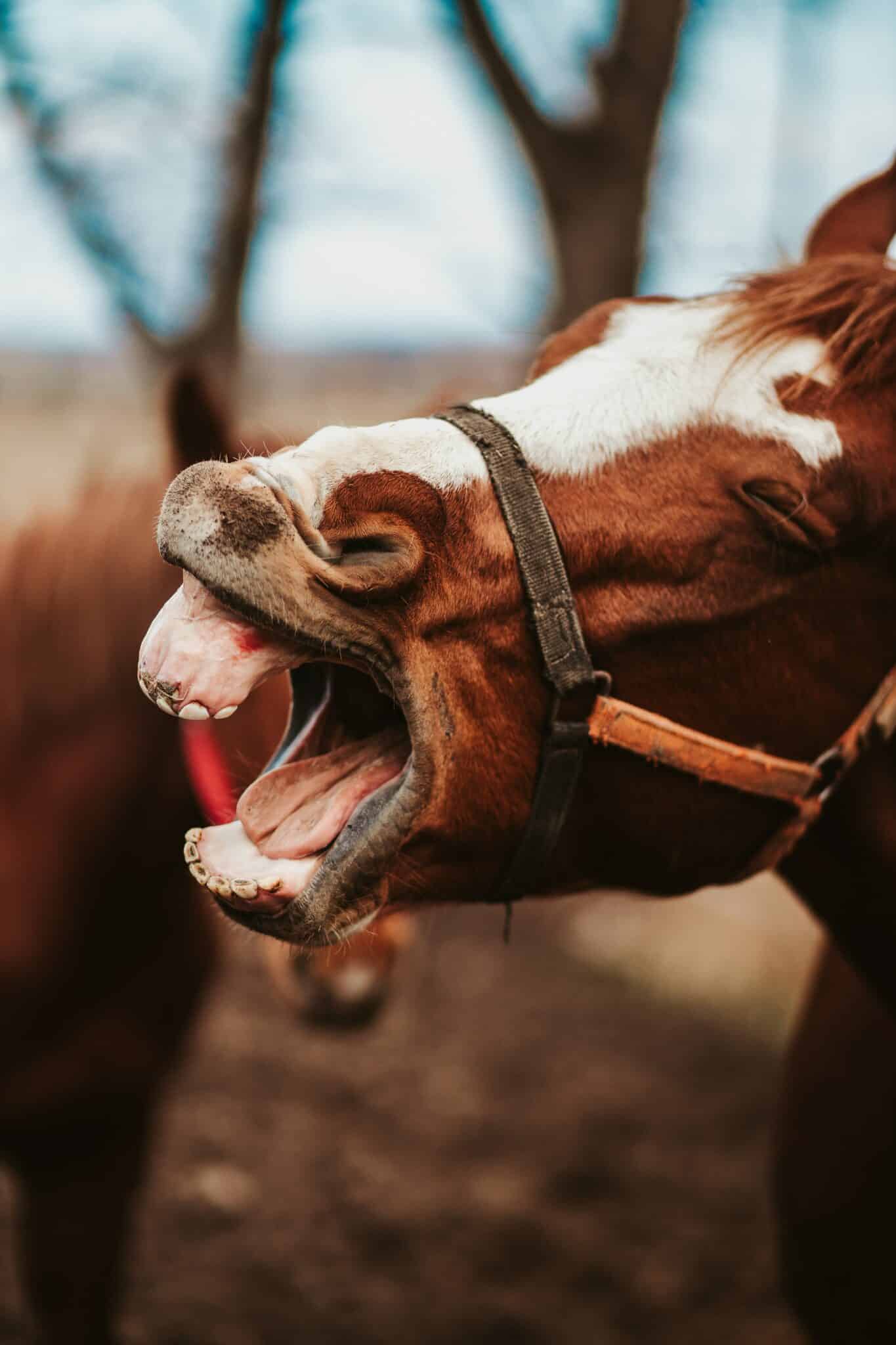 Why Do Horses Bite? (And How to Stop It) Equestrian Boots and Bridles