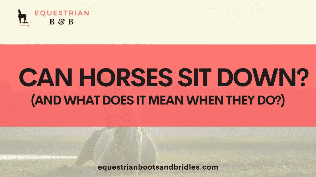 can horses sit down