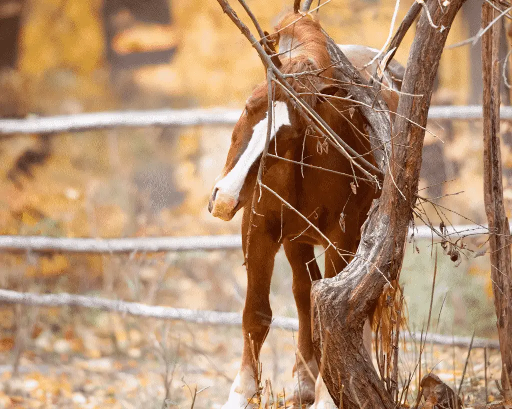 horse itching insect bites can cause hair loss in horses