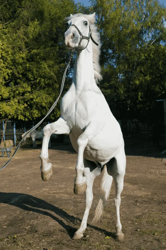 horse rearing