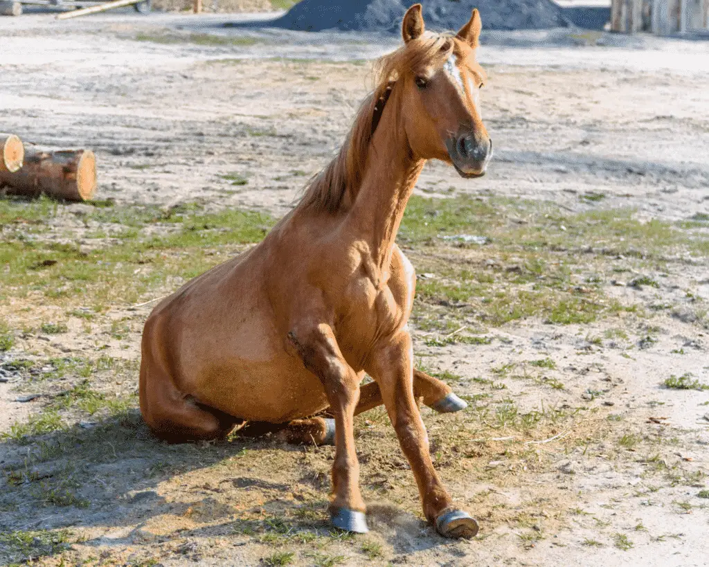 horse sitting down