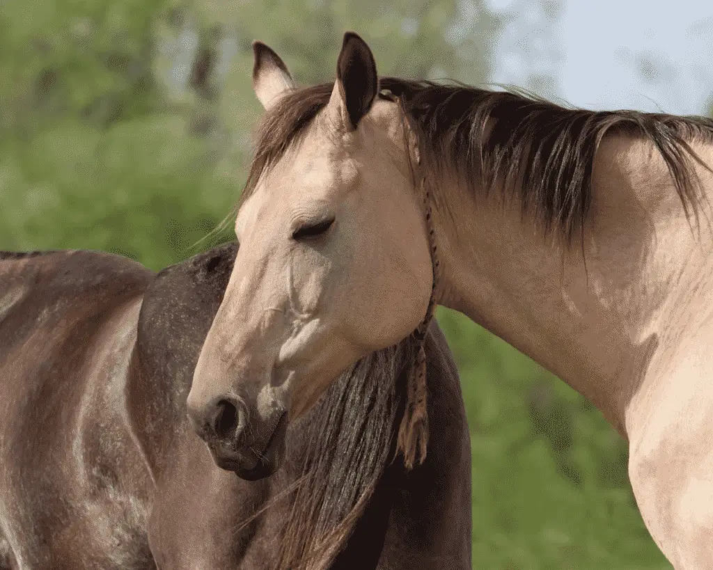 horse sleeping standing up