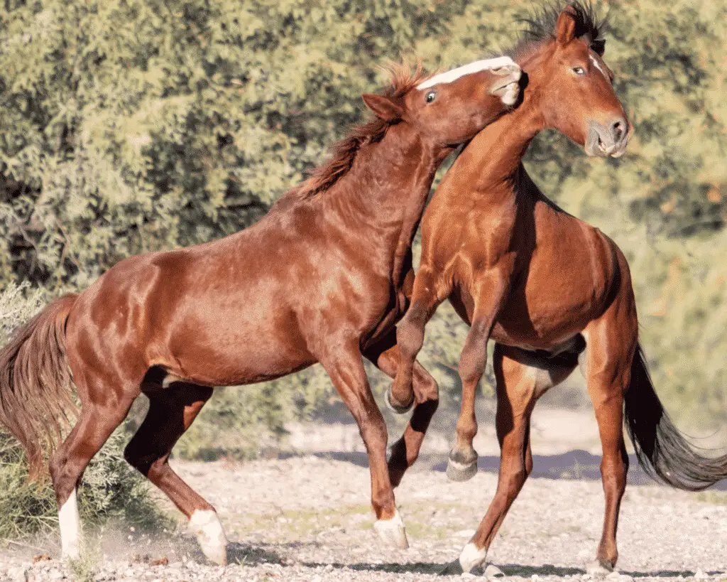 horses fighting can cause hair loss in horses