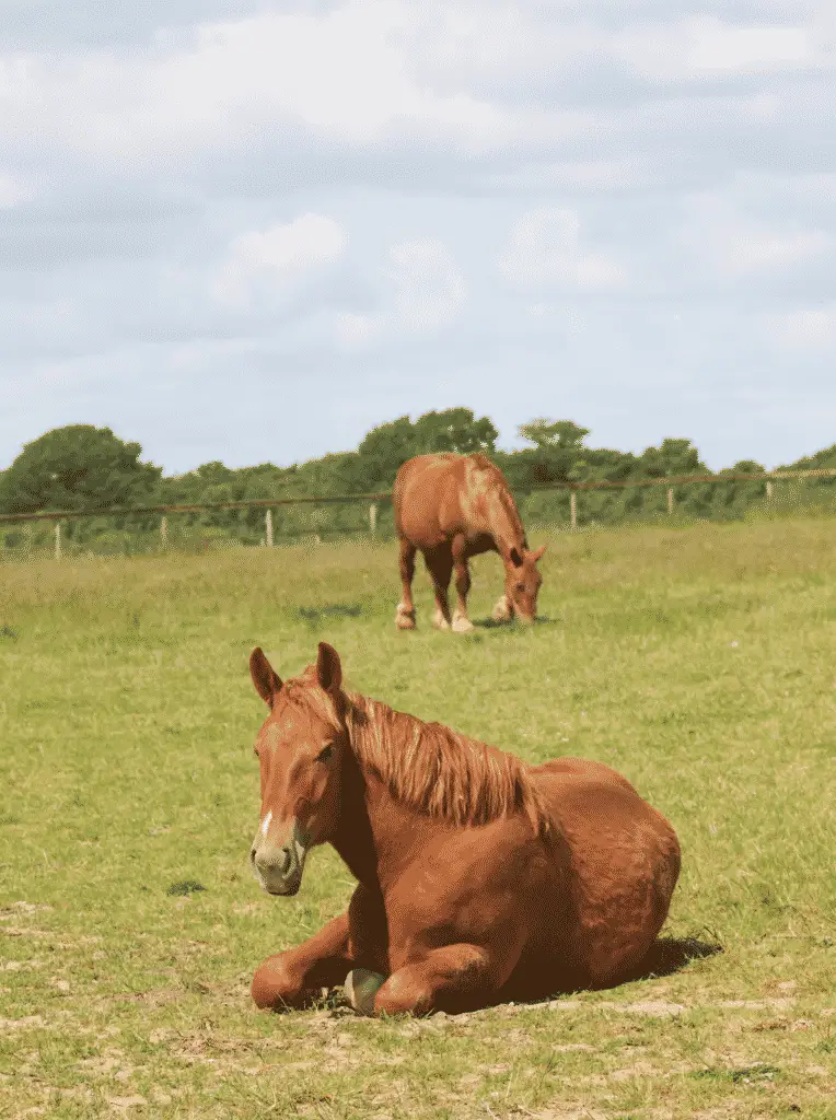 horses sitting down