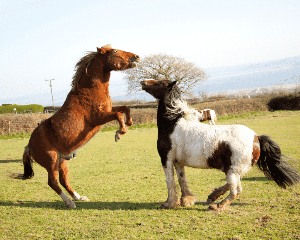 horses rearing