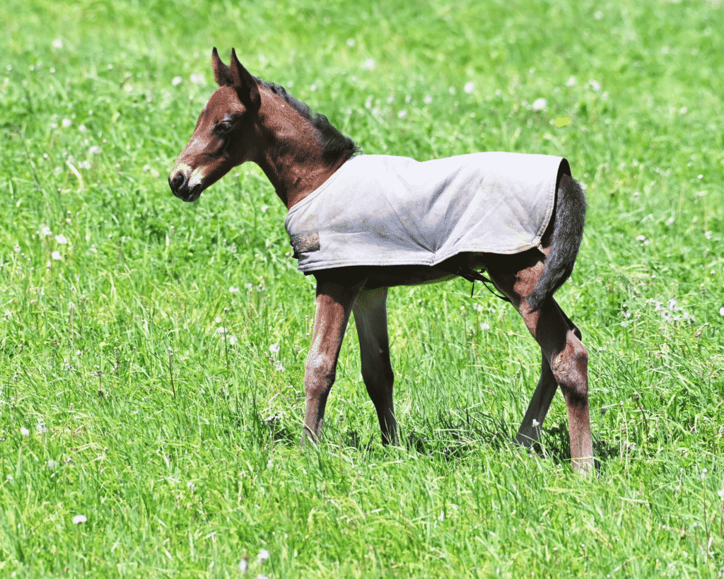 how to measure a baby horse for a blanket