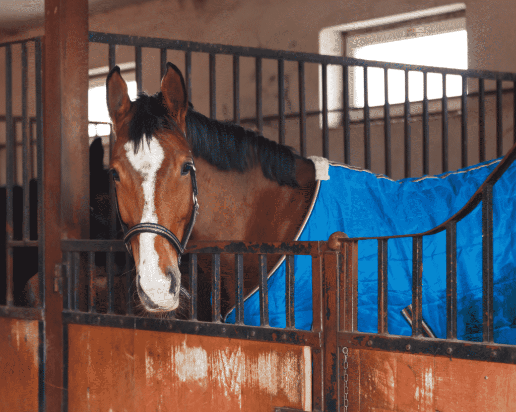 measuring for a horse blanket