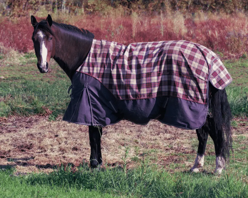 measuring horse for blanket