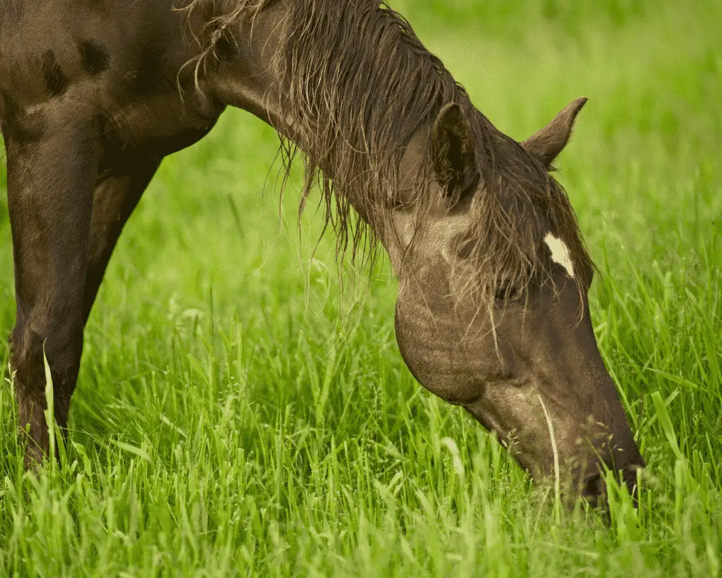 selenium toxicity can cause hair loss in horses