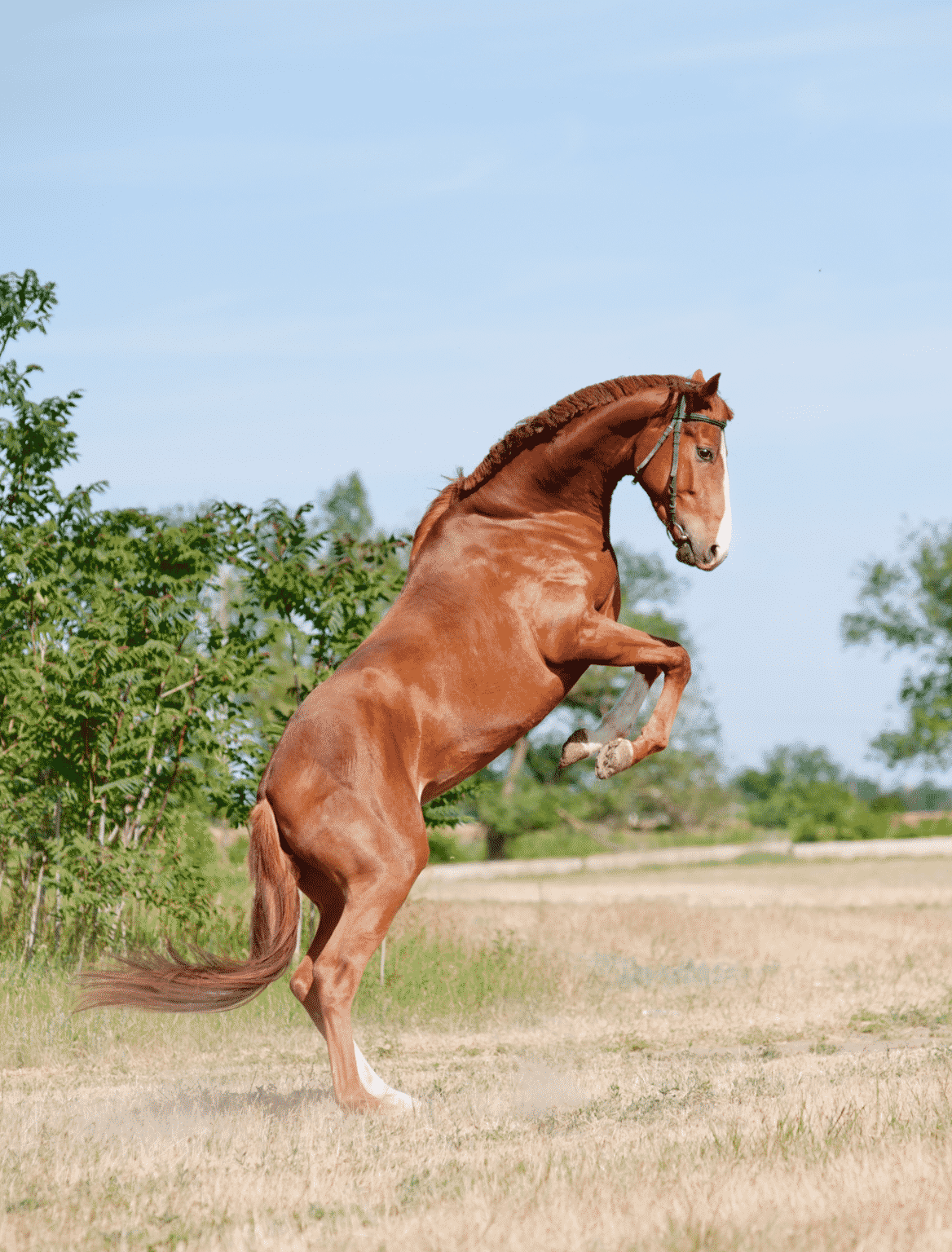 What Causes a Horse to Stand on Its Hind Legs? Equestrian Boots and Bridles
