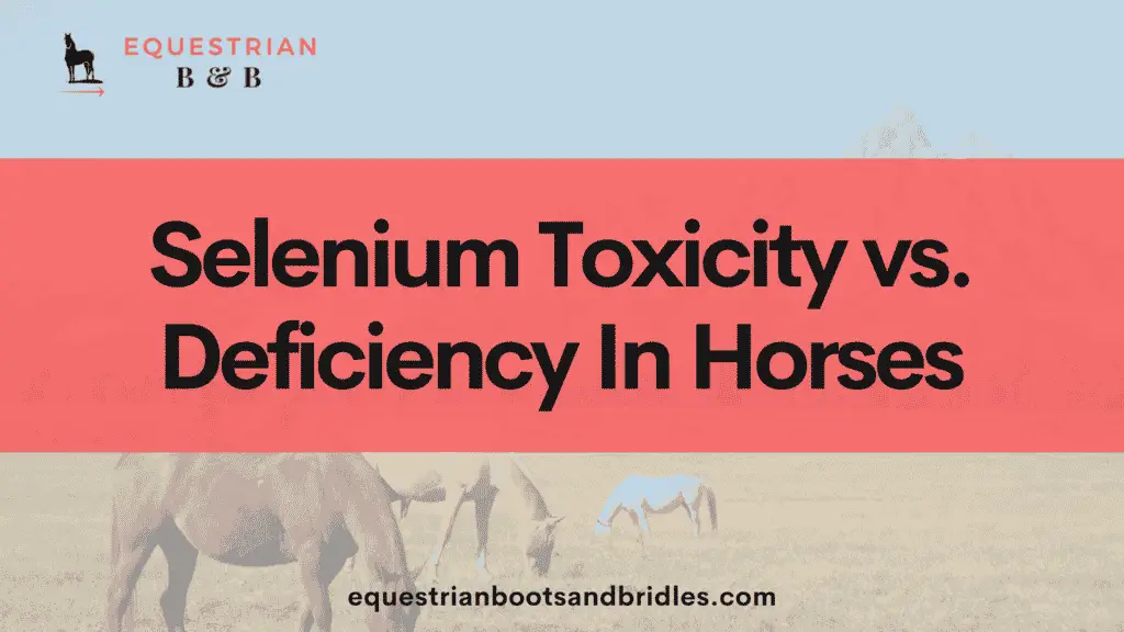 Selenium Toxicity vs. Deficiency In Horses on equestrianbootsandbridles.com