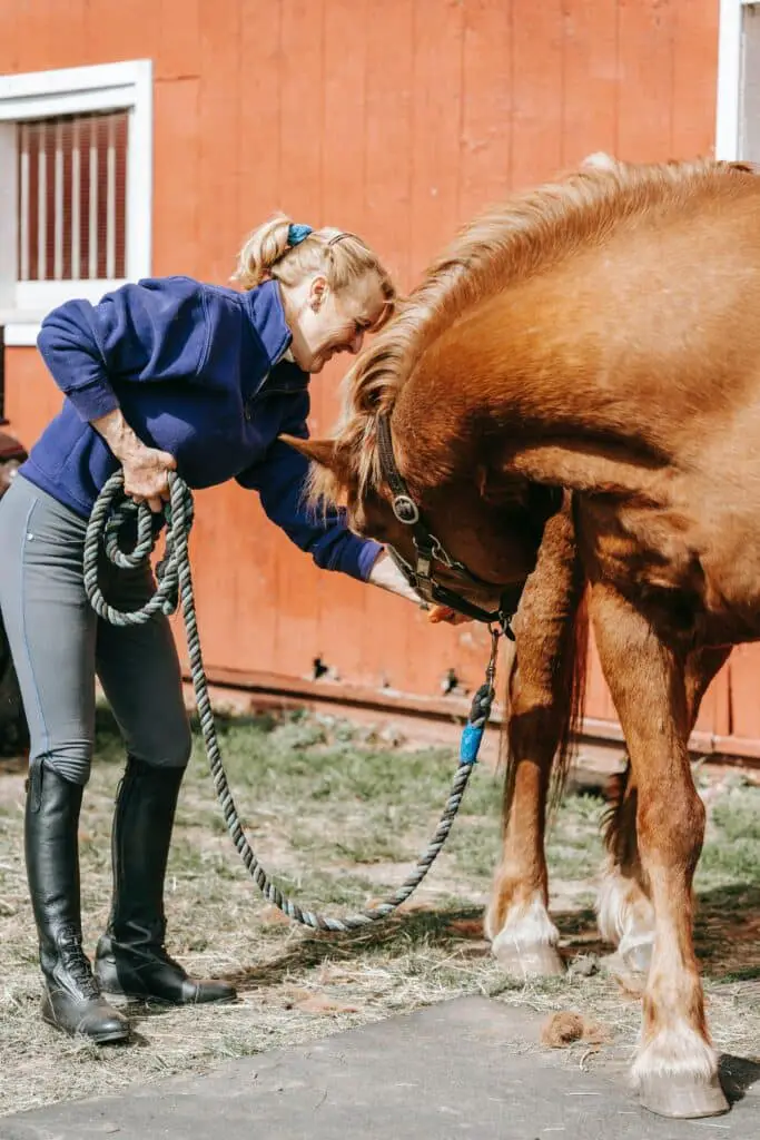 equine sarcoid treatment prevention