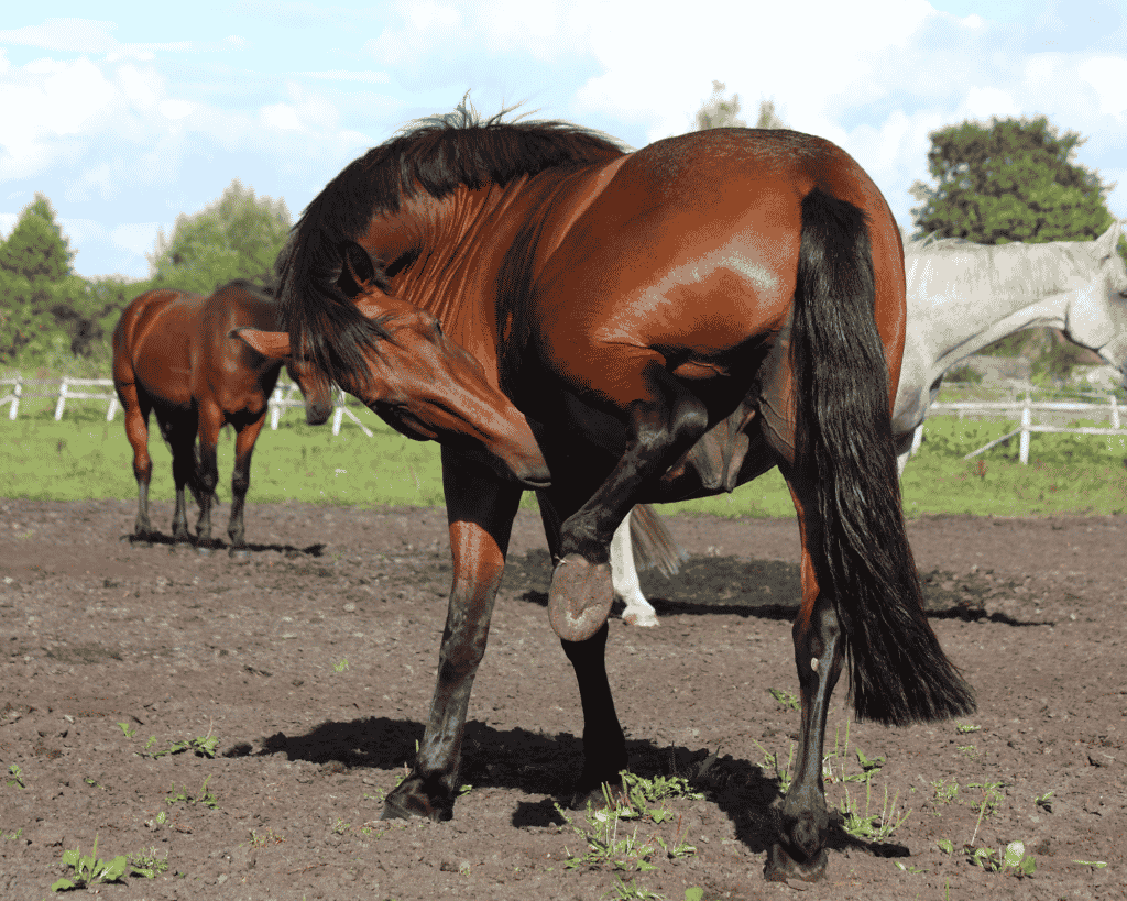 horse scratching from mange