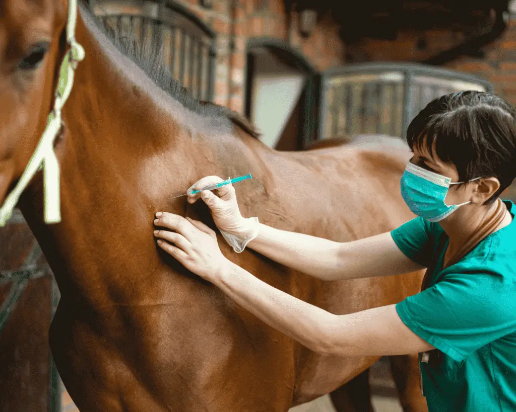 how to treat mange in horses