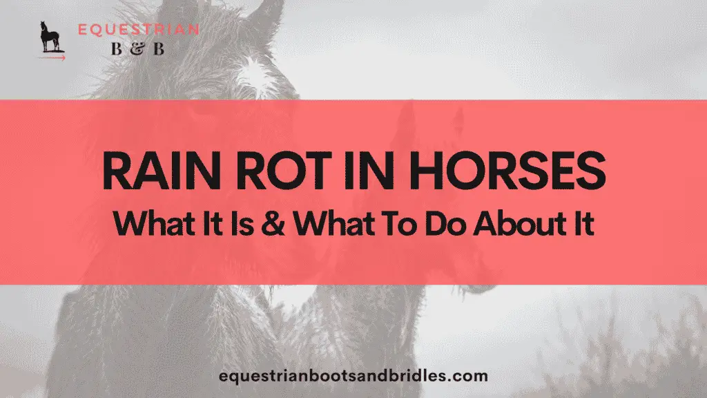 how to treat rain rot in horses equestrianbootsandbridles.com