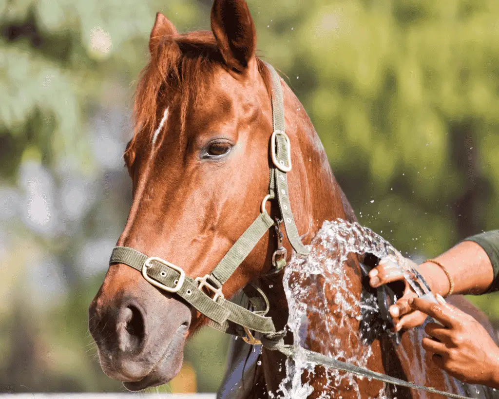 how to treat ringworm in horse