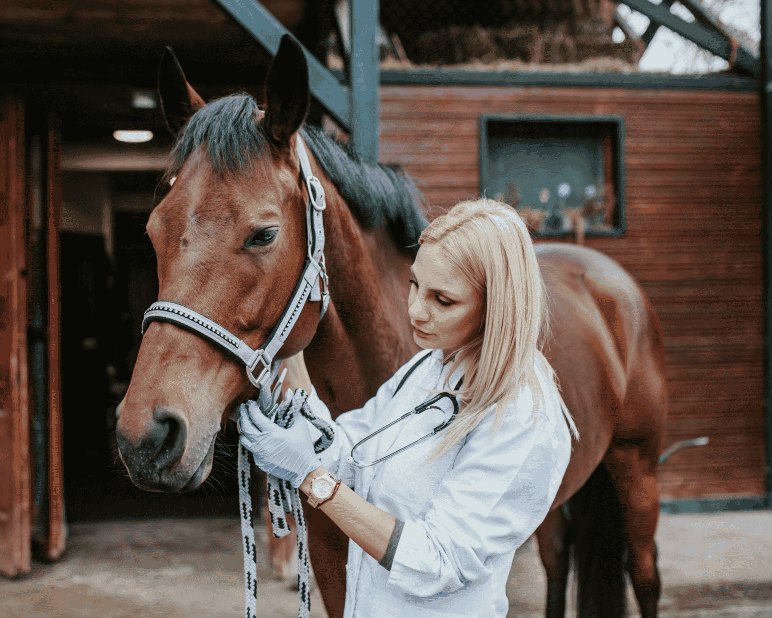 Ringworm in Horses Your Guide to Prevention & Treatment Equestrian