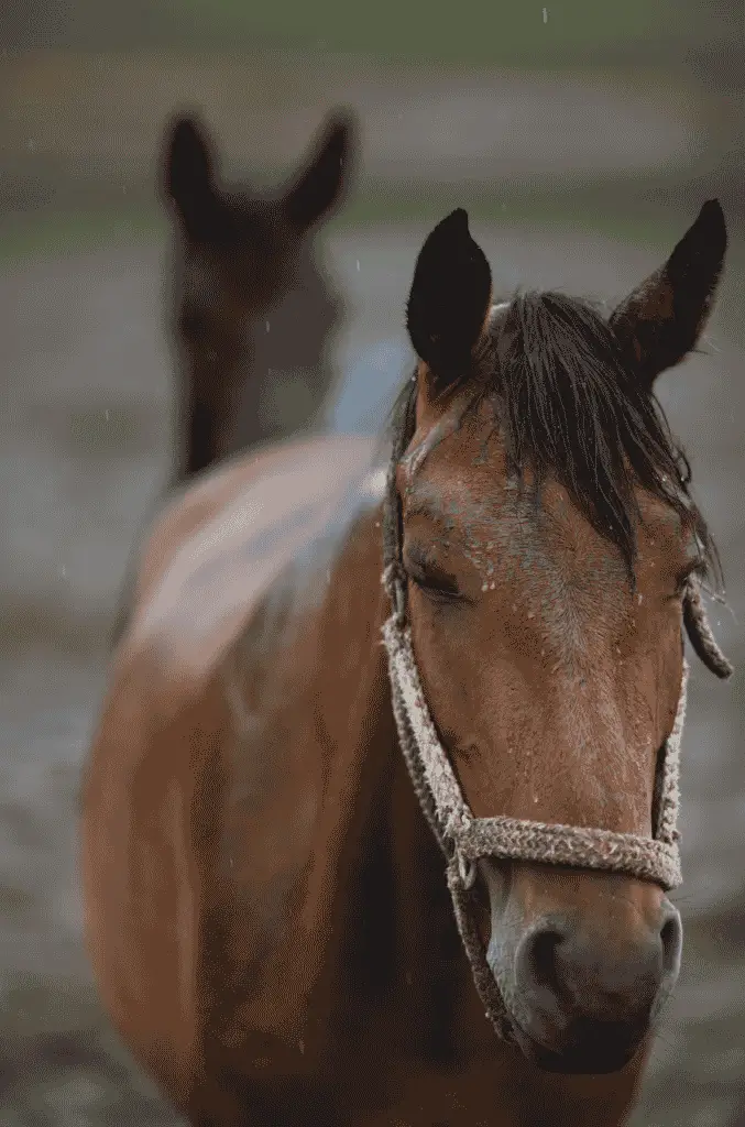rain rot in horses home remedies