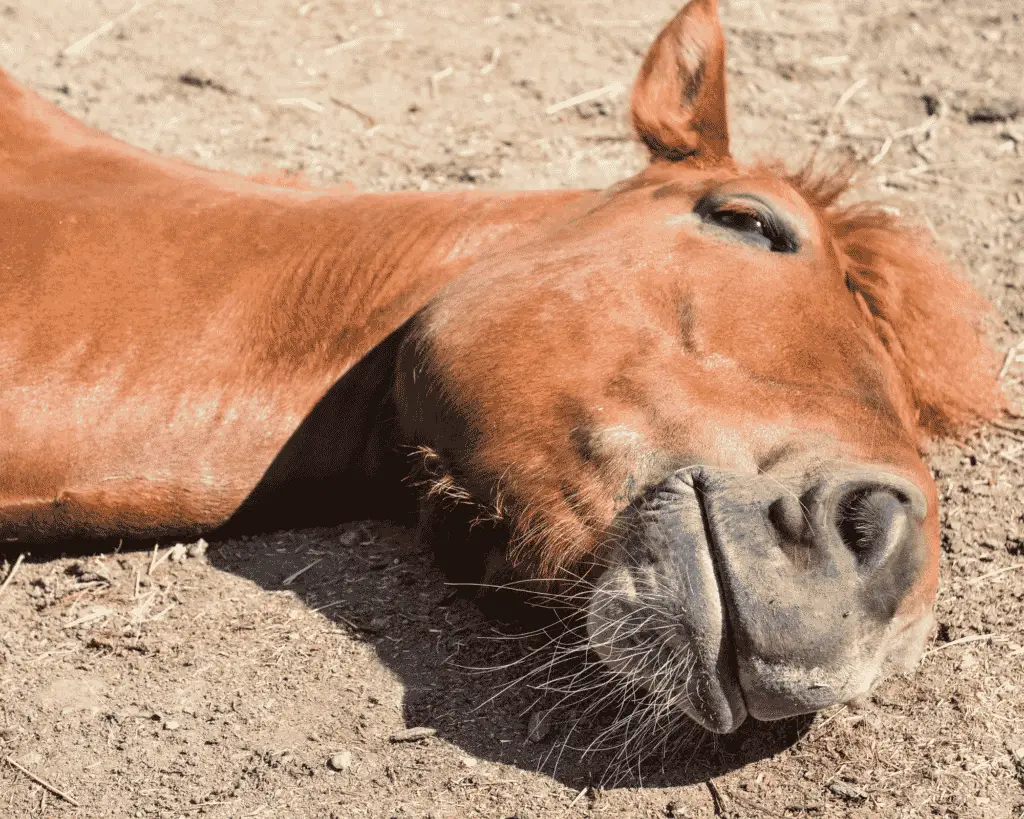 selenium deficiency in horses