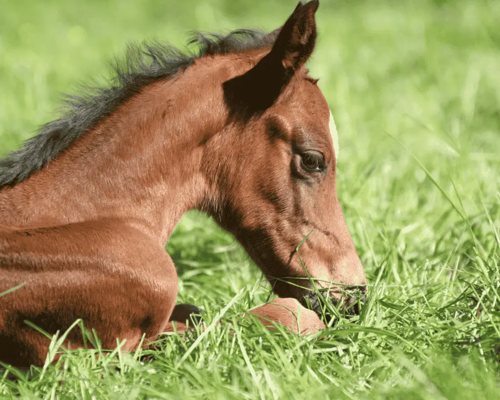 signs of selenium deficiency in foals