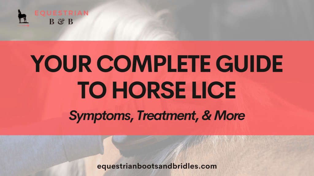 complete guide to horse lice on equestrianbootsandbridles.com