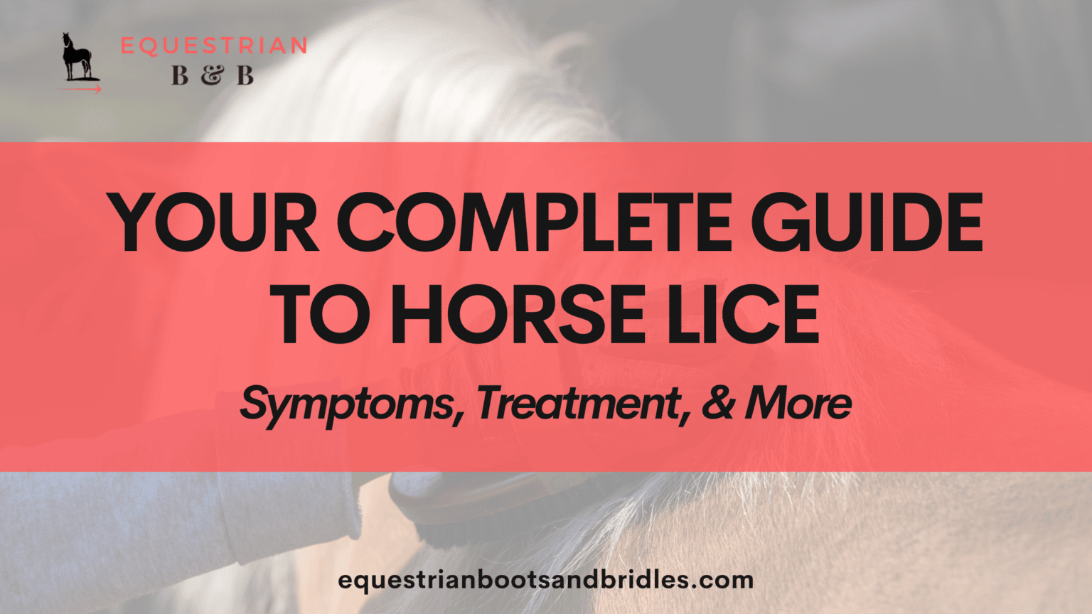 Your Complete Guide to Horse Lice Equestrian Boots and Bridles