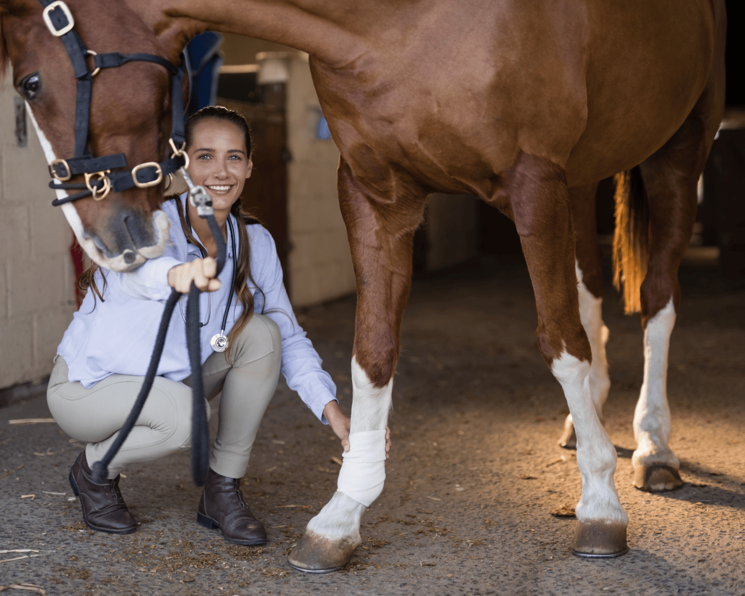 When Should You Euthanize a Horse with DSLD? Equestrian Boots and Bridles